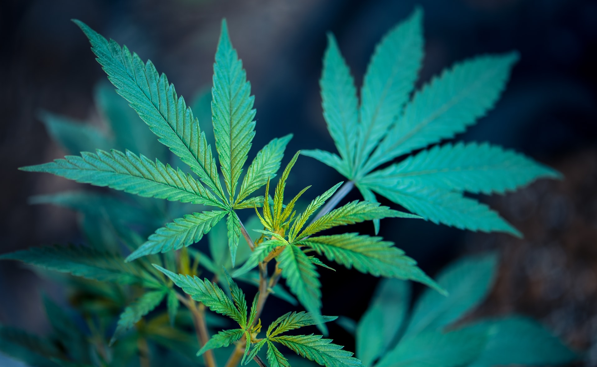 The Impressive Benefits of Cannabis